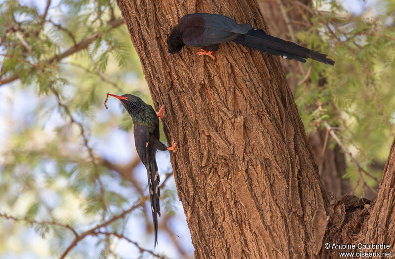 Green Wood Hoopoe, eats