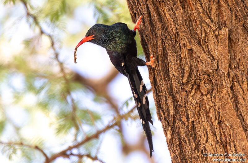 Green Wood Hoopoeadult, eats