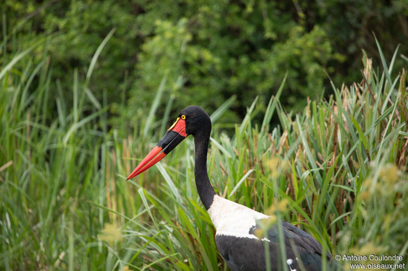 Jabiru d'Afriqueadulte