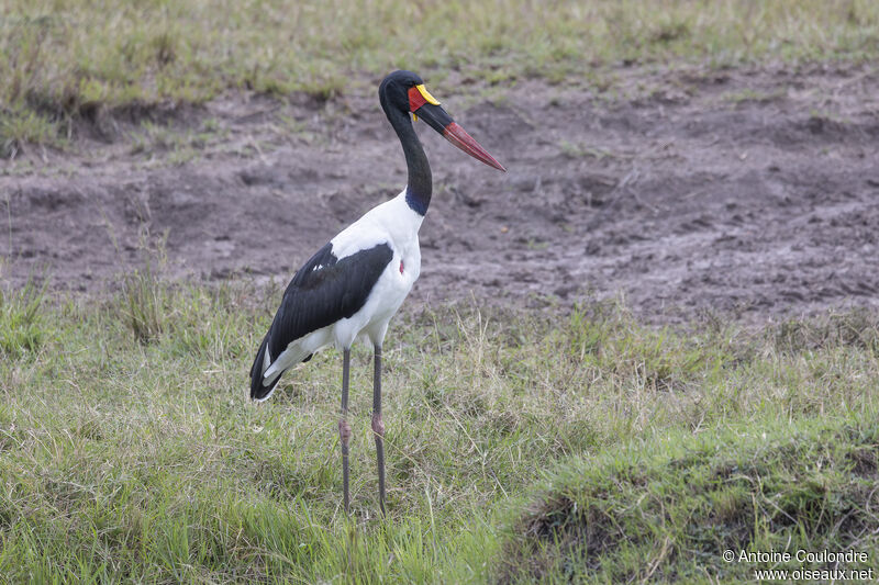 Saddle-billed Storkadult