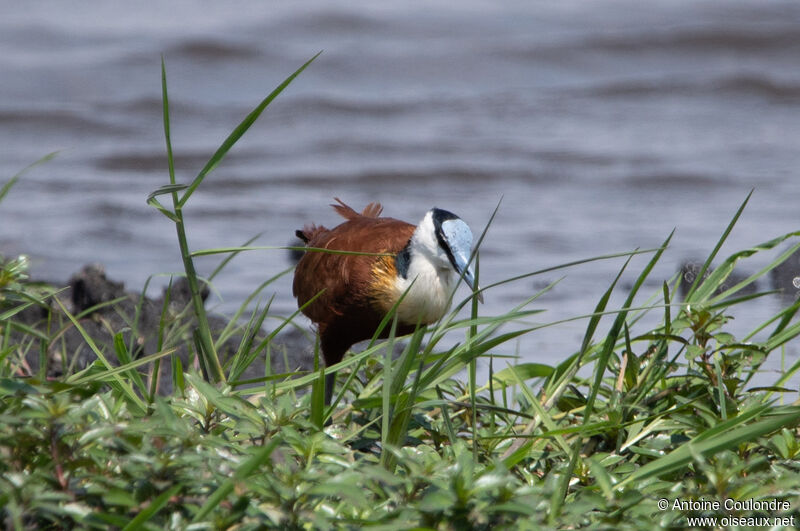 Jacana à poitrine doréeadulte