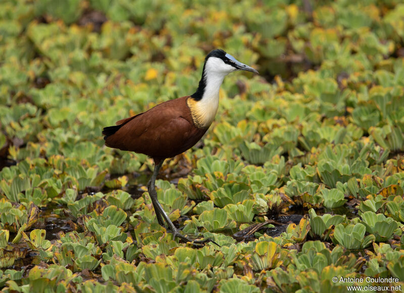 Jacana à poitrine doréeadulte