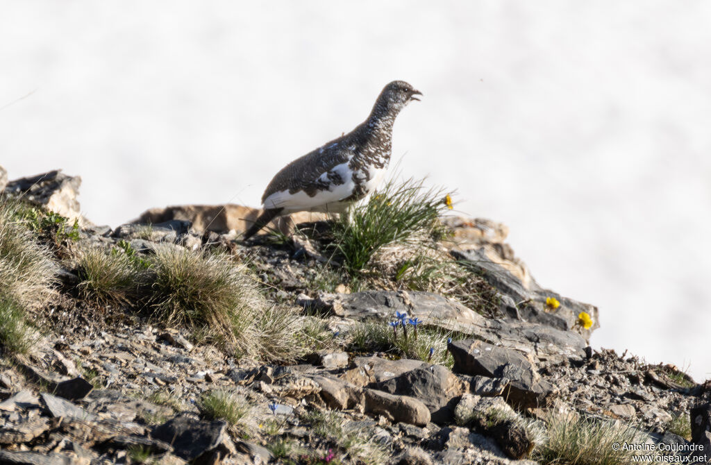 Rock Ptarmigan female adult breeding