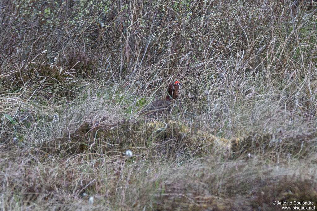 Red Grouse