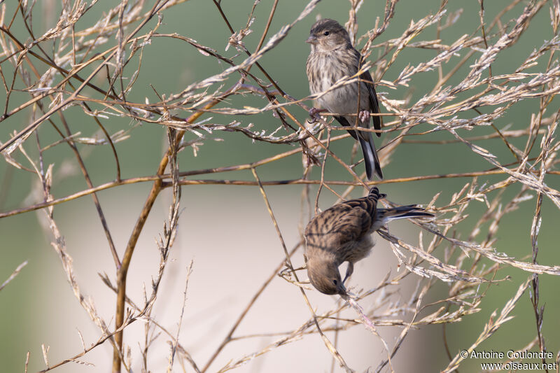 Common Linnet female adult