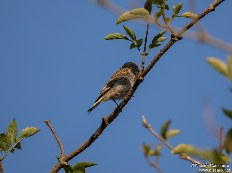 Linotte mélodieuse femelle adulte