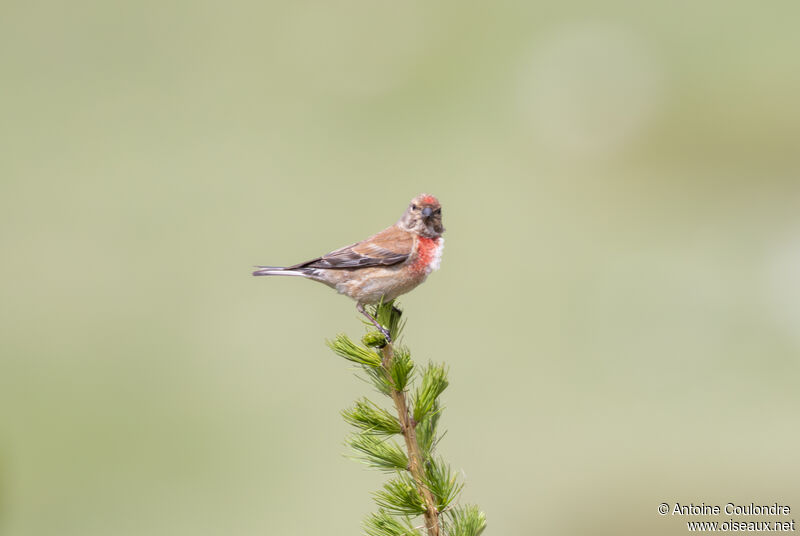 Common Linnet male adult breeding