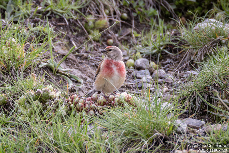 Common Linnet male adult breeding