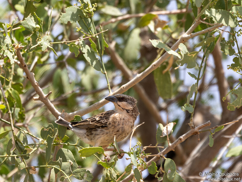 Donaldson Smith's Sparrow-Weaveradult