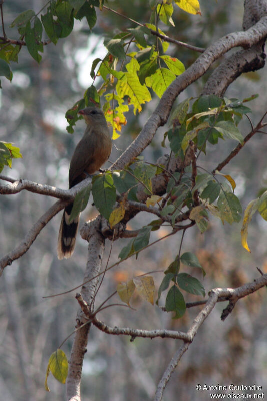 Sirkeer Malkoha