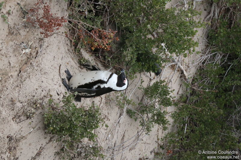 African Penguinadult