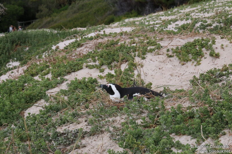 African Penguinadult