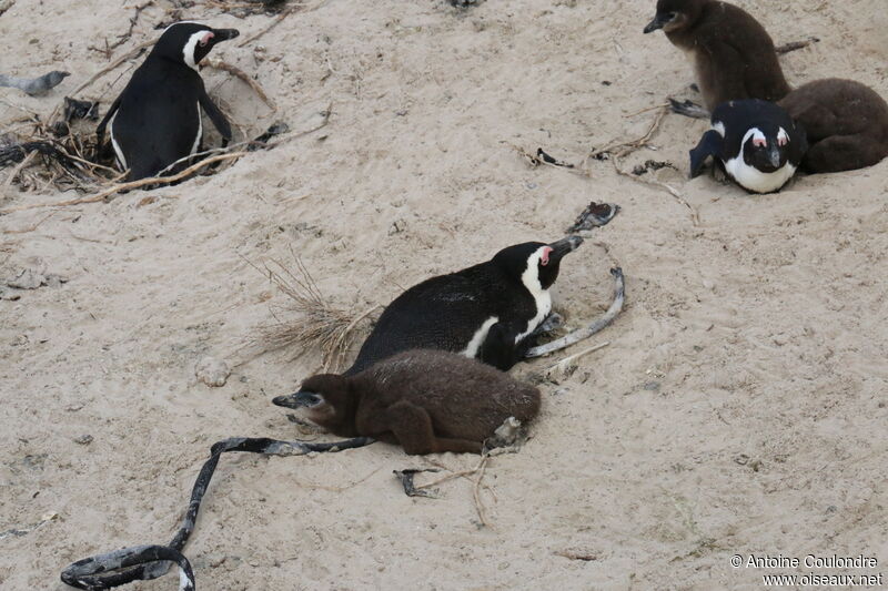 African Penguin, Reproduction-nesting