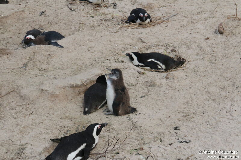 African Penguin, Reproduction-nesting