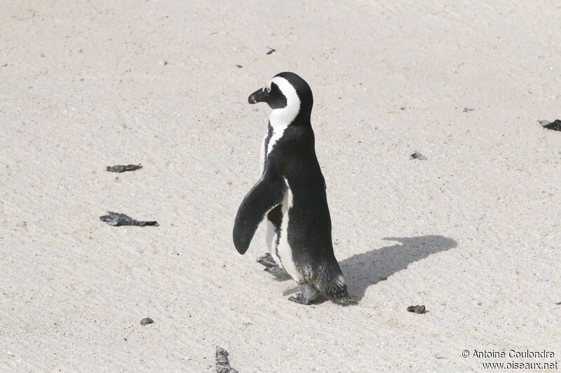 African Penguinadult