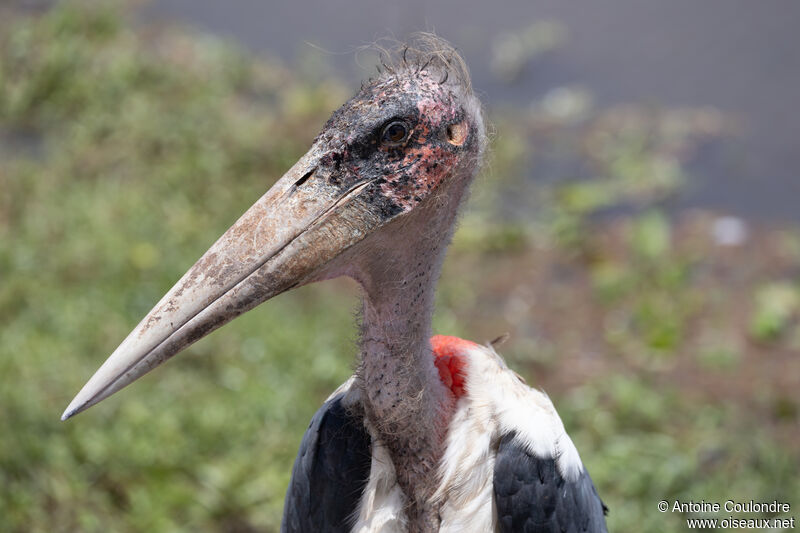 Marabou Storkadult, close-up portrait