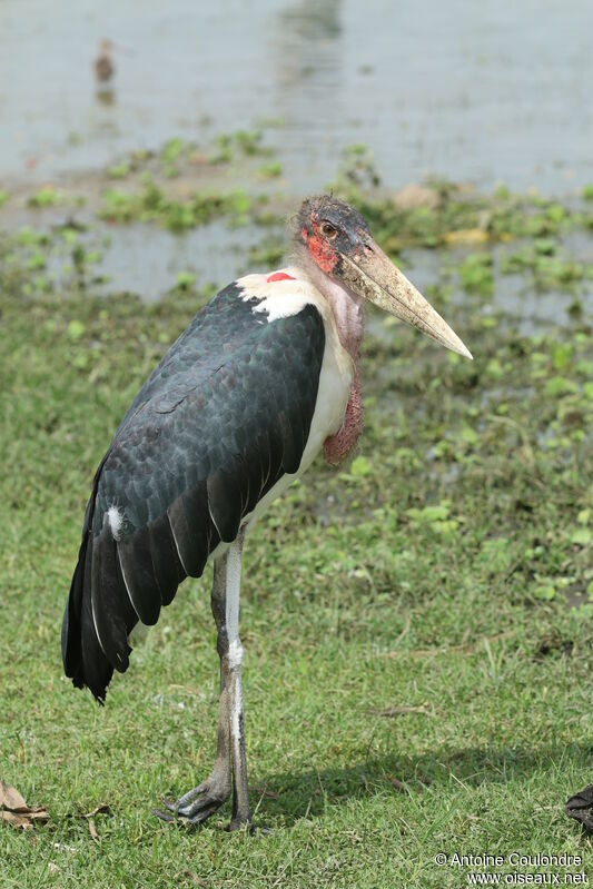 Marabou Storkadult