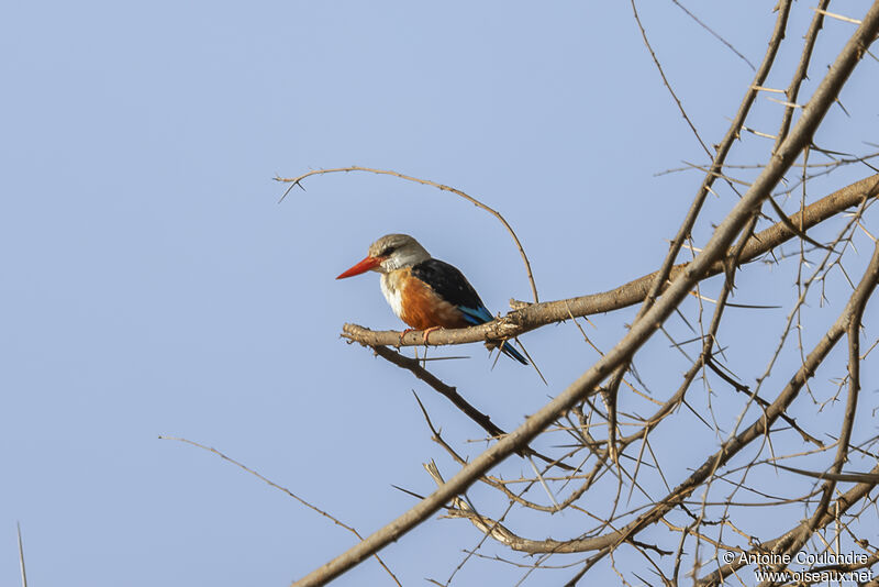 Grey-headed Kingfisheradult