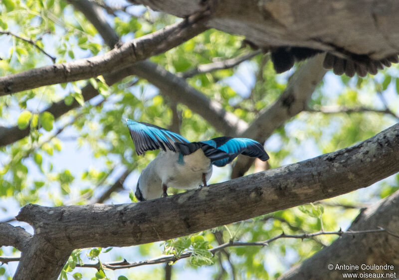 Woodland Kingfisheradult