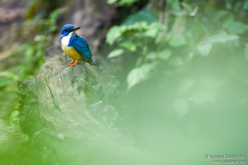 Half-collared Kingfisher male adult