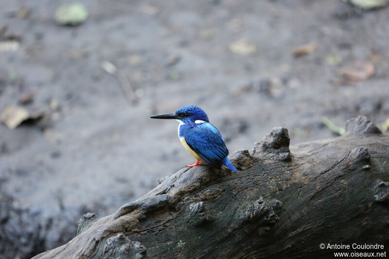 Half-collared Kingfisher male adult