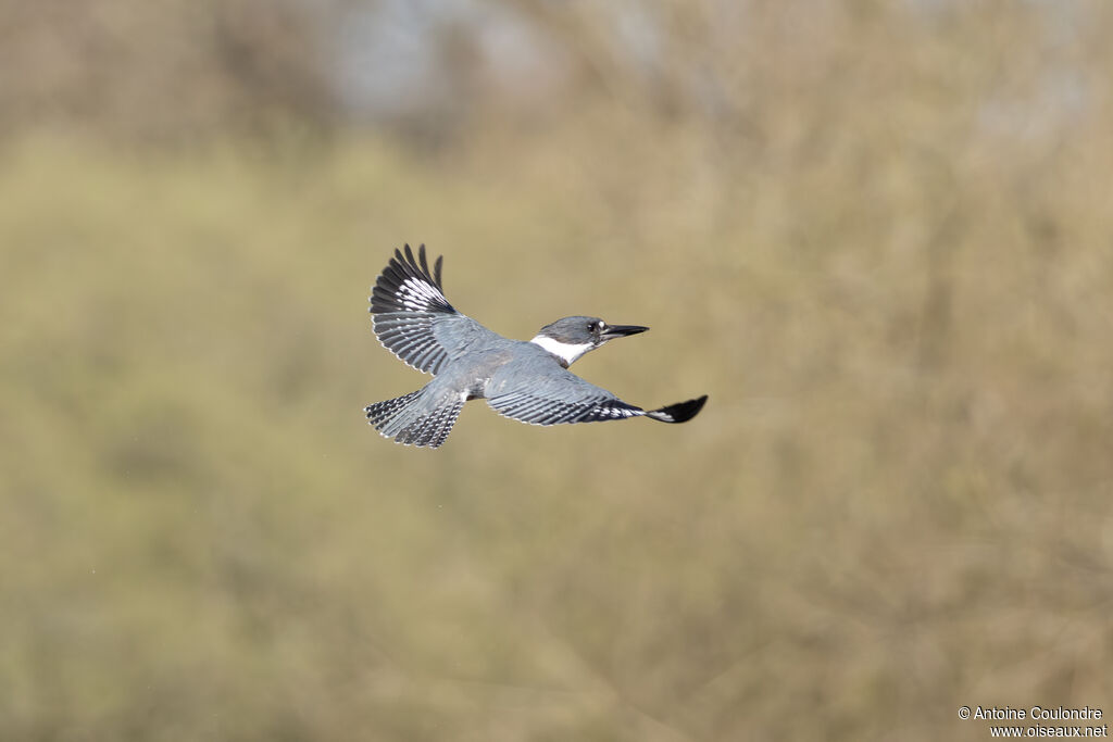 Martin-pêcheur d'Amérique