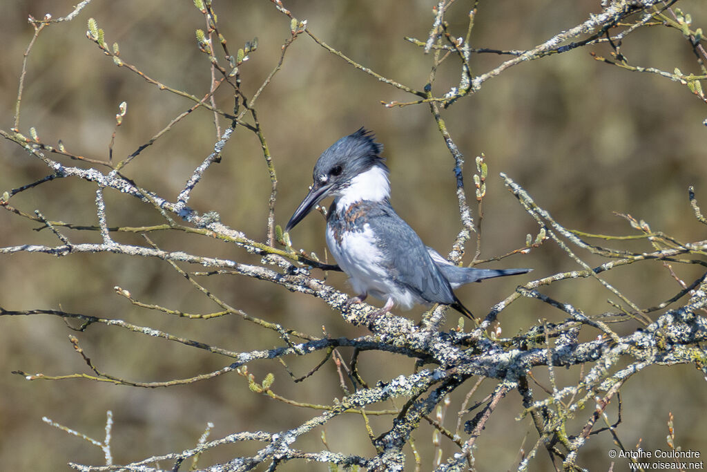 Martin-pêcheur d'Amérique mâle adulte, pêche/chasse