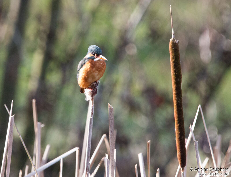 Common Kingfisher female adult