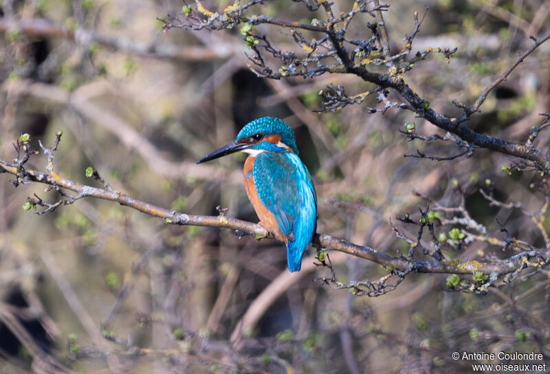 Common Kingfisher male adult