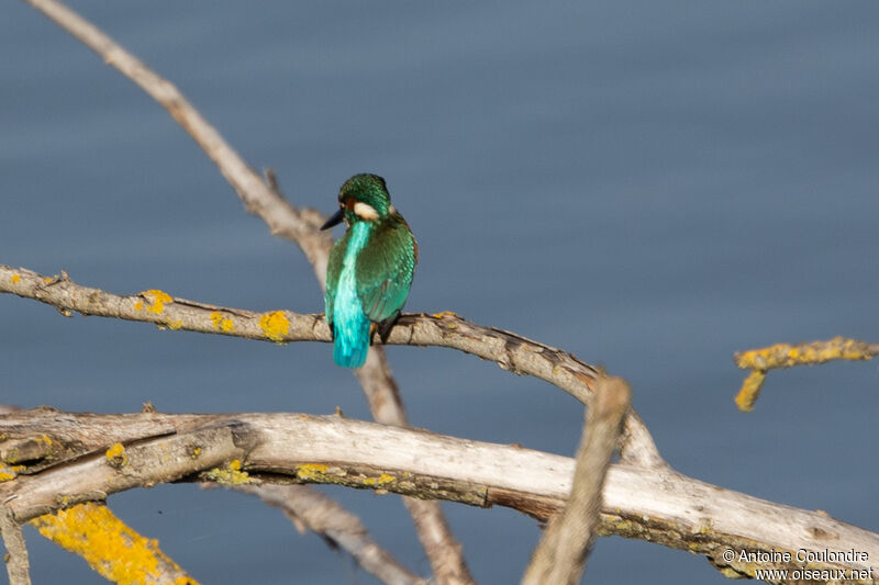 Common Kingfisher male adult