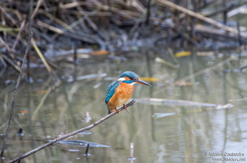 Common Kingfisher female adult