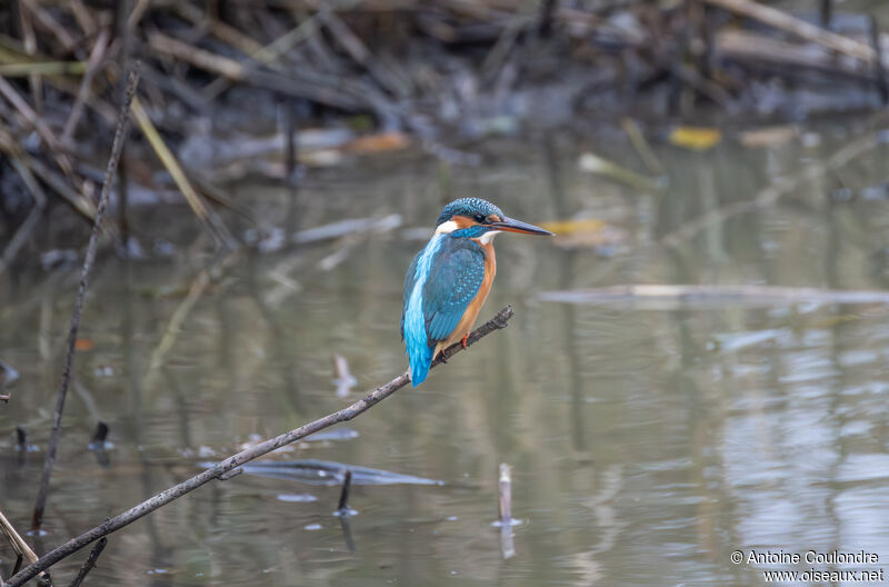 Common Kingfisher female adult