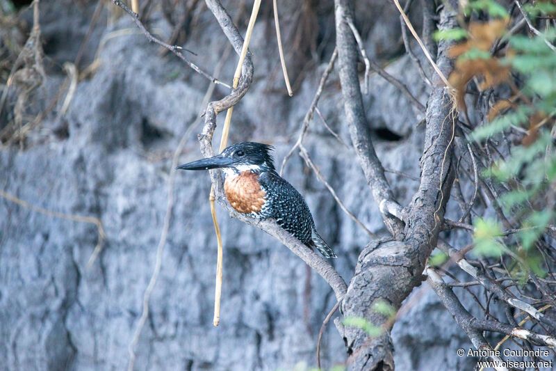 Giant Kingfisheradult