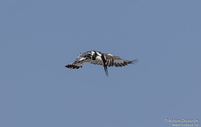 Pied Kingfisheradult, Flight, fishing/hunting