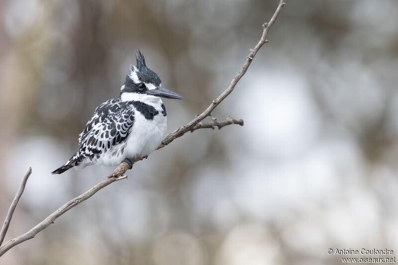 Pied Kingfisheradult