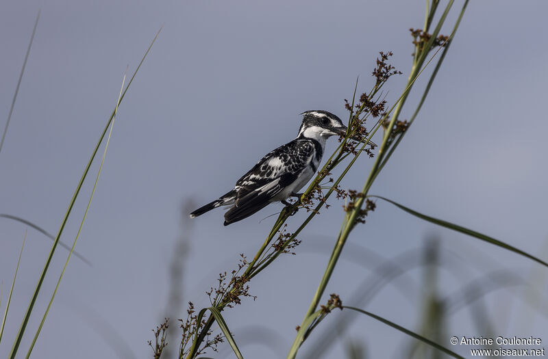 Pied Kingfisheradult