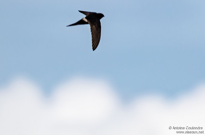 White-rumped Swiftadult, Flight