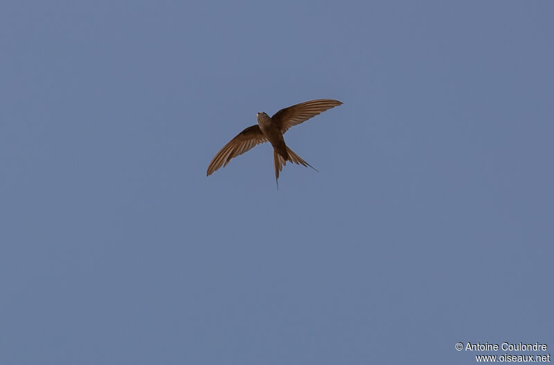 African Palm Swiftadult, Flight