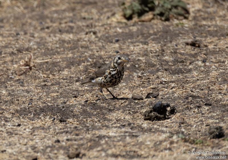 Merle litsitsirupaadulte, mange