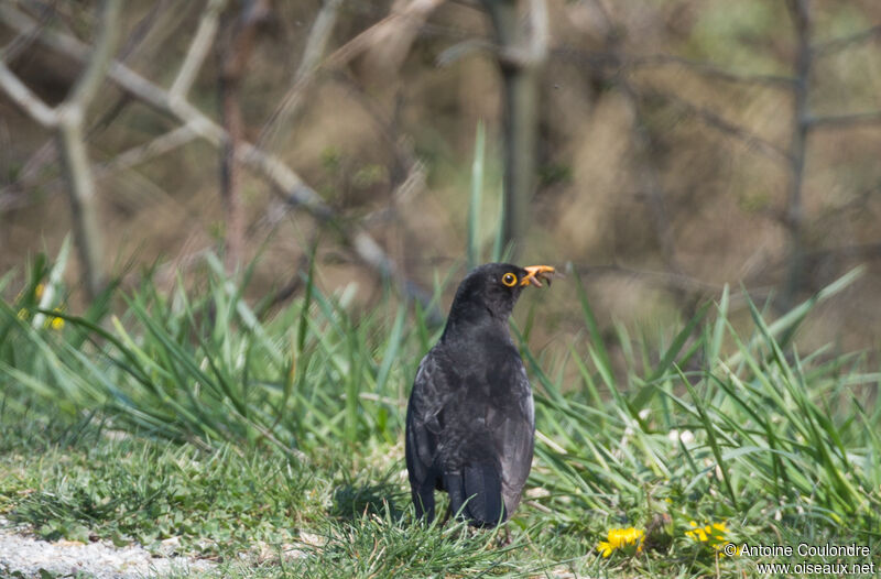 Merle noir mâle adulte, pêche/chasse, mange