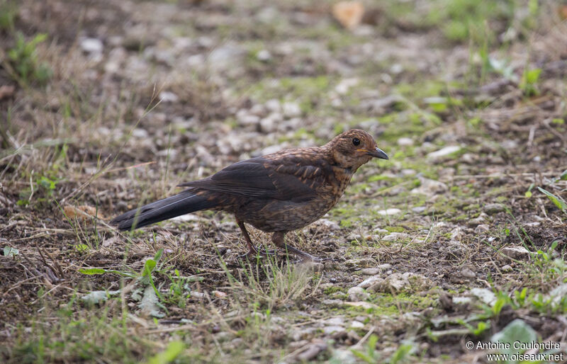 Common Blackbirdjuvenile