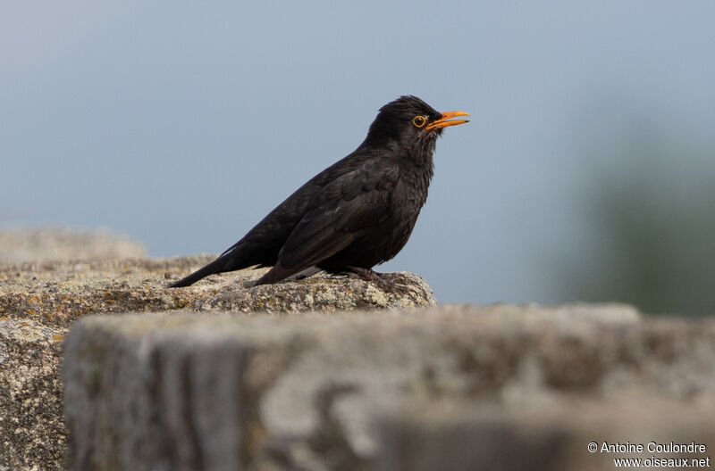 Common Blackbird male adult