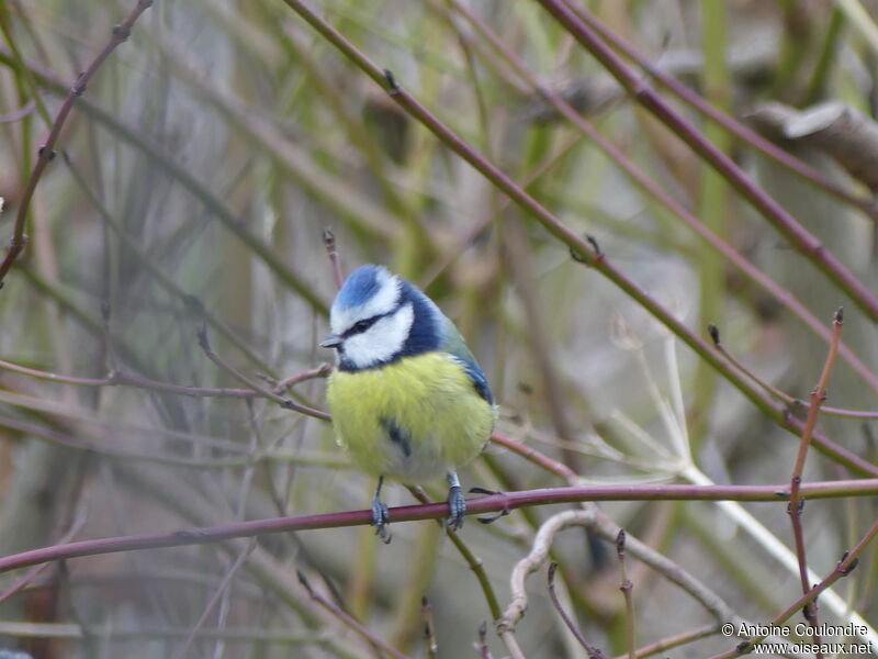 Mésange bleueadulte