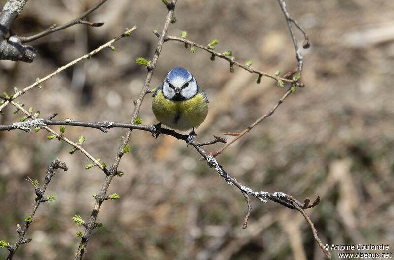 Eurasian Blue Titadult breeding