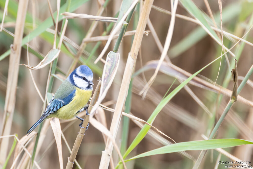 Mésange bleueadulte