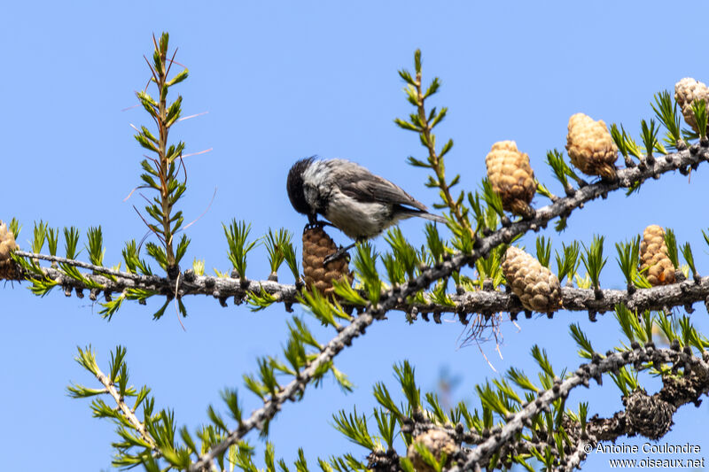 Mésange boréaleadulte, mange