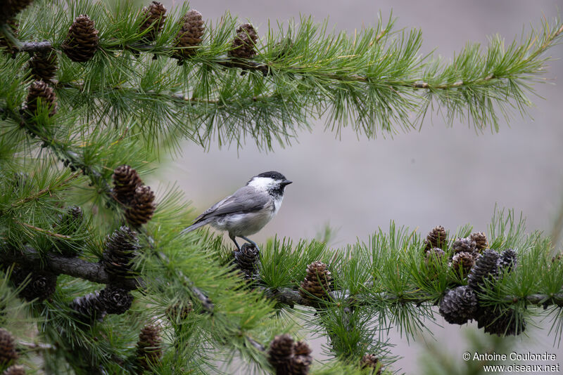 Mésange boréaleadulte