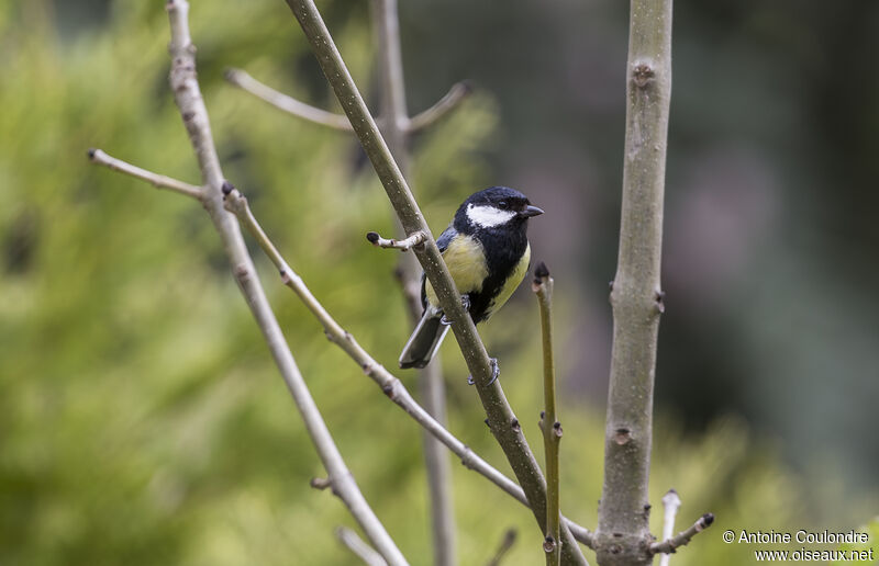 Mésange charbonnièreadulte