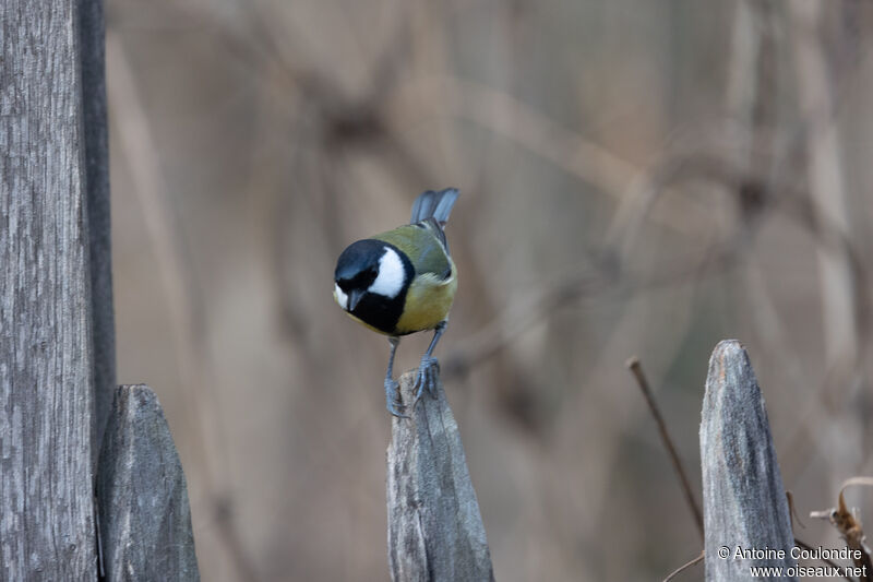 Mésange charbonnièreadulte