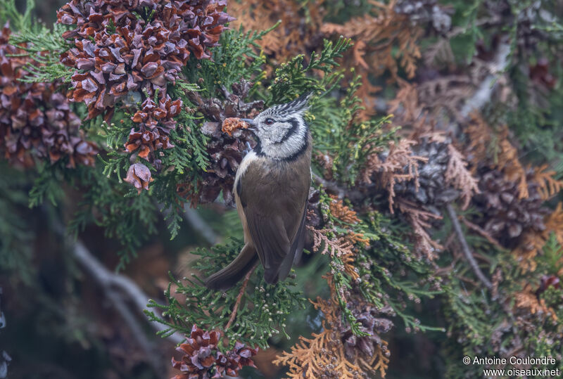 Mésange huppéeadulte, mange